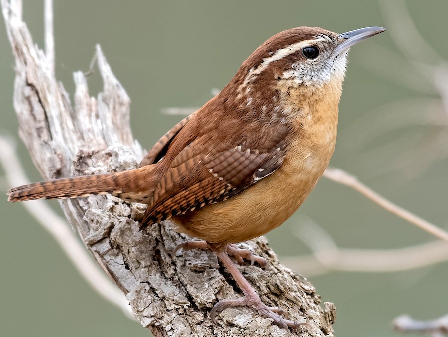<p>Carolina Wren</p>