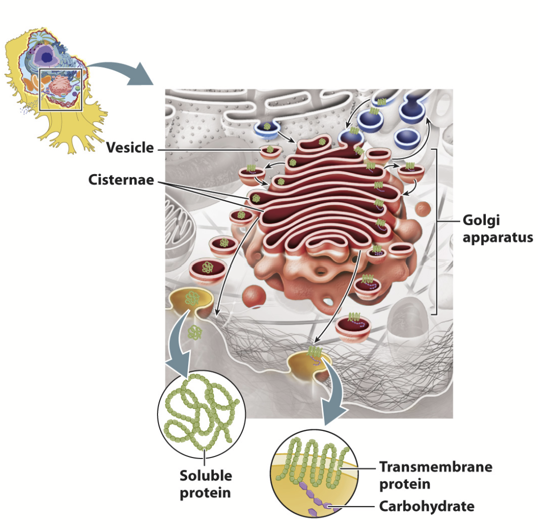 <p>Processes and sorts secreted proteins, lysosomal proteins, and membrane proteins synthesized on the rough ER. Also involved in the synthesis of polysaccharides and the glycosylation and proteolytic modification of proteins and lipids. </p><p><strong><em><u>THE PROCESSING PLANT OF THE CELL!</u></em></strong></p><p>Receives proteins and lipids from the ER and sorts them to other organelles, the plasma membrane, or the cell exterior.</p><p>Proteins modified <strong>step-wise</strong> as they traverse. Different cisternae contain different enzymes that modify proteins; the differential staining of the cisternae reflects their biochemical differences!</p><p><strong>Material moves in a PROXIMAL to DISTAL direction </strong>(closer to ER → closer to transmembrane)<strong>!!!!!</strong></p><p><em>Cis-</em>Golgi Network (CGN) → <em>Medial</em>-Golgi (MG) → <em>Trans</em>-Golgi Network (TGN)</p><ul><li><p>Smooth, flattened, disk-like cisterna (flattened membrane vesicle; ~0.5-1 micron in diameter)</p></li><li><p>~8 or fewer cisternae/stack - ranges from a few to to several 1000 stacks per cell (layers will be consistent but numbers will differ)</p></li><li><p>Curved like a shallow bowl</p></li><li><p>Shows POLARITY: <em>cis</em>-medial-<em>trans</em> cisternae</p></li><li><p>Cisternae are <strong>biochemically</strong> unique</p></li><li><p>Membrane supported by protein skeleton (actin, spectrin)</p></li><li><p>Scaffold linked to <strong>motor proteins</strong> that direct movement of vesicles in and out</p></li></ul>