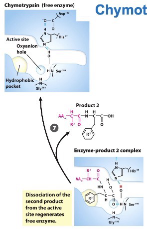 <p>The final product (N-term end of original substrate) leaves</p><p>Enzyme can restart reaction again</p>