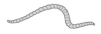 <p>Tubifex worms are small, thin animals that live in water. They have no specialised gas exchange or circulatory system. </p><p>The figure shows a tubifex worm.</p><p>Using the information provided, explain how two features of the body of the tubifex worm allow efficient gas exchange. (2 marks)</p>