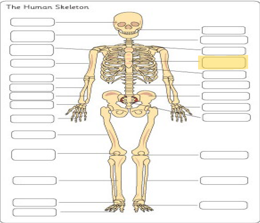 <p>What is this Bone?</p>