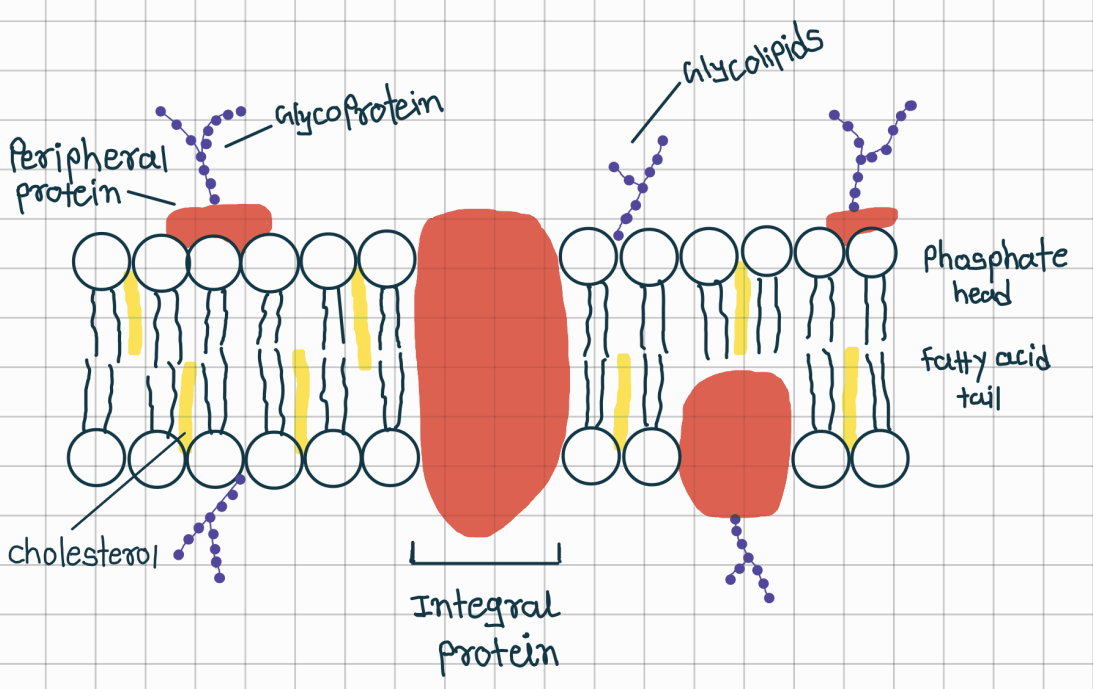 <p>Two plasma membrane proteins of eukaryotic cells</p>