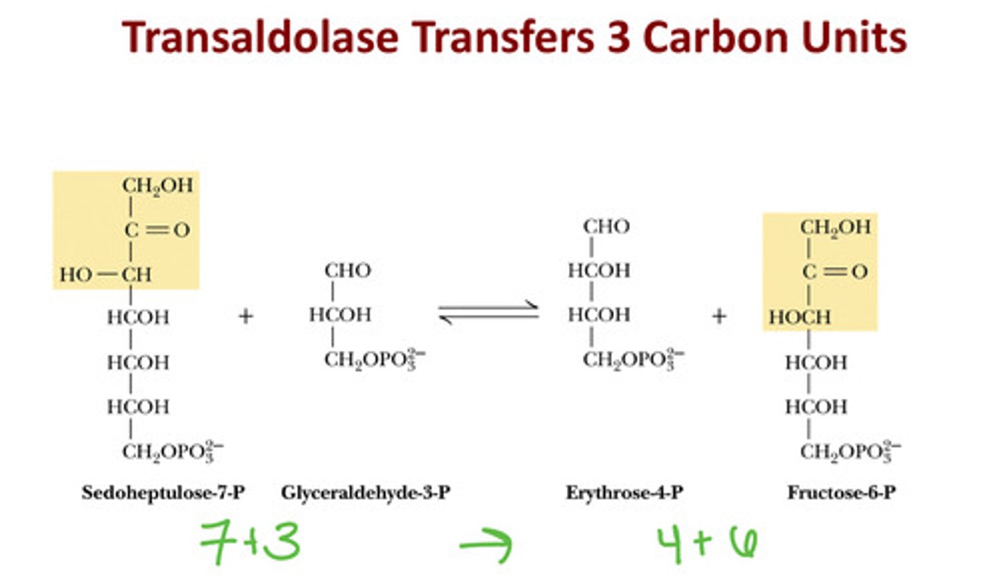 <p>Transaldolase</p>