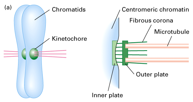 <p>Large protein structures located at the centromere of each sister chromatid</p>