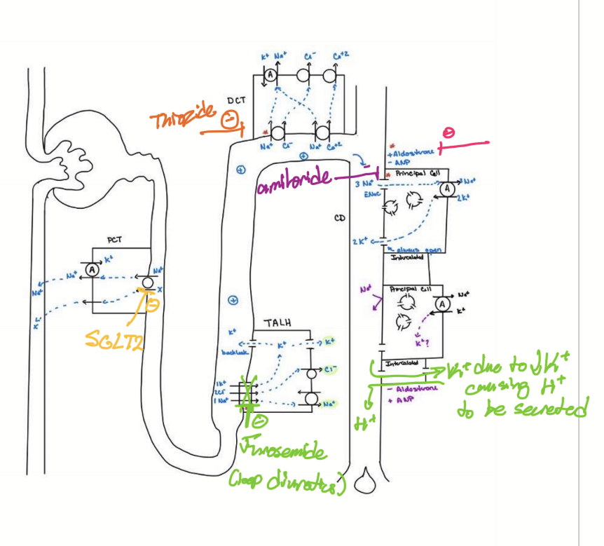 <p>Carbonic anhydrase in PCT/proximal convoluted tubules</p>