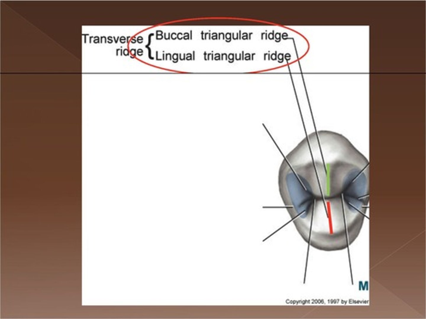 <p>Formed by two triangular ridges.</p>