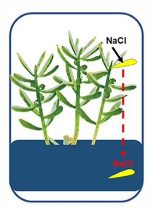 <p>Salt accumulates in tissue that is shed </p>