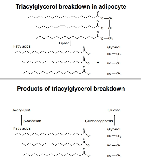 <ul><li><p>A type of lipid composed of three fatty acids esterified to a glycerol backbone, serving as a major form of energy storage in the body</p></li><li><p>they can be broken down into glycerol and fatty acids, with glycerol potentially converted back into glucose through gluconeogenesis</p></li></ul><p></p>