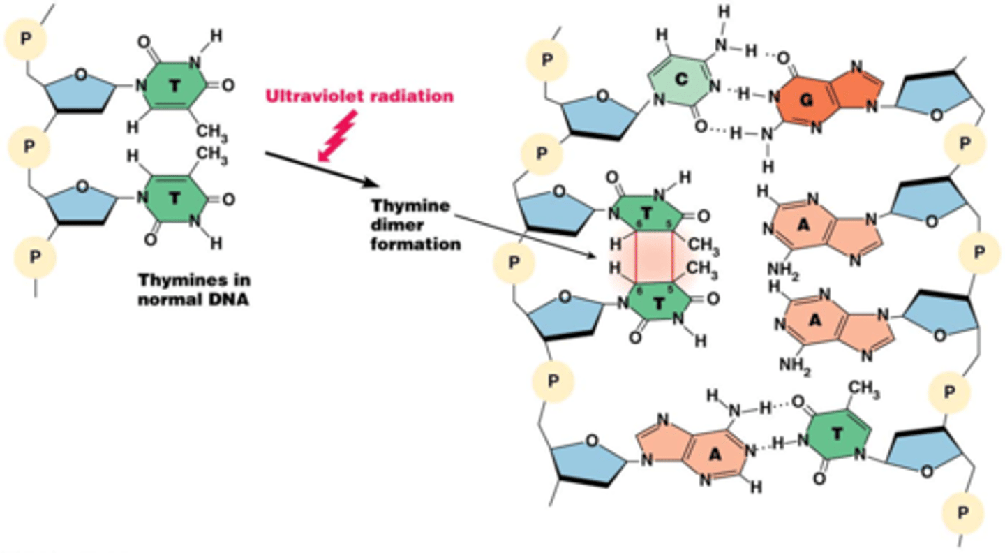 <p>UV-stralen leidt tot thymine-dimeren (2 thymines covalent gebonden binnen dezelfde streng boven elkaar). Thymine-dimeren blokkeren replicatie-machinerie en kunnen leiden tot DNA breuken</p><p>X-stralen and radioactieve straling zijn ioniserende stralingen die nog schadelijker zijn voor DNA</p><p>->ontstaan vrije radicalen</p>