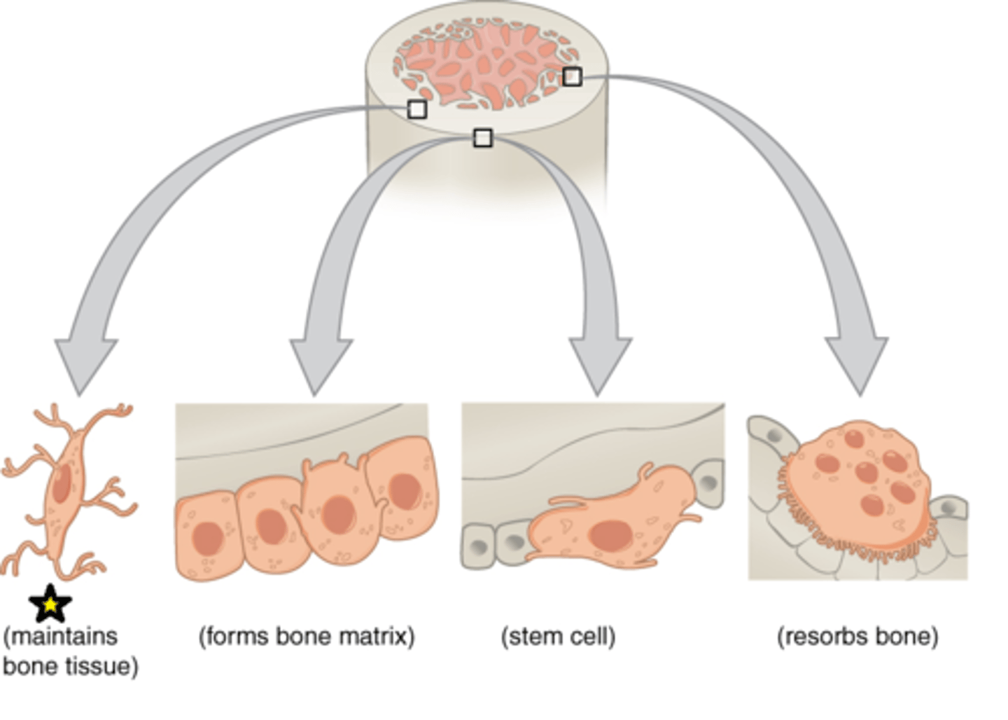 <p>A mature bone cell, formed when an osteoblast becomes embedded in the matrix it has secreted</p>