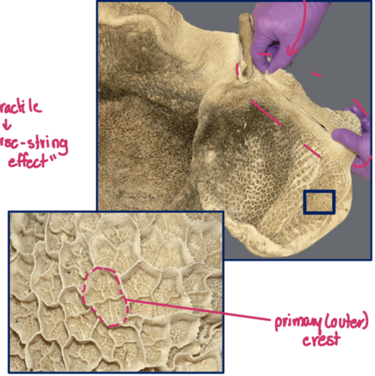 <p>the reticulum is said to have a _____ mucosal pattern formed by the reticular crests which filters particles</p><p>....</p><p>outer crests have smooth mm. core with small corial papillae</p>