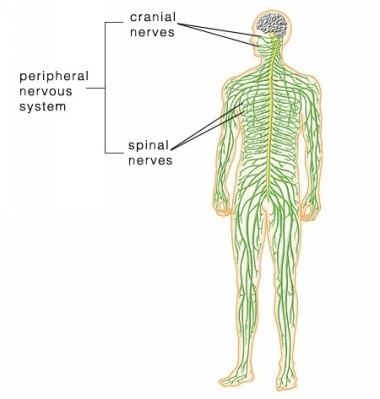 <p>Consists of cranial and spinal nerves</p>