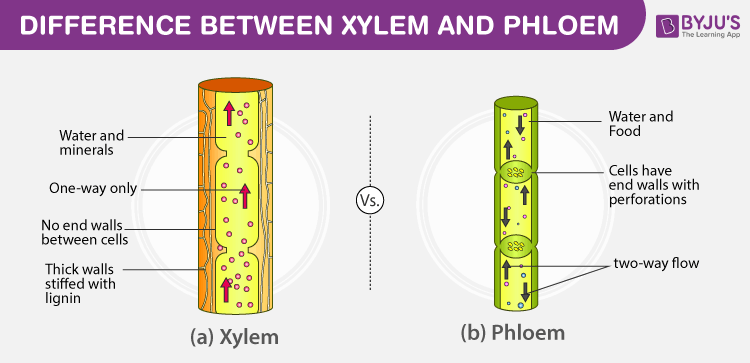 <ul><li><p>tubes that transport substances such as food and water around plants</p></li><li><p>to form tubes the cells are long and join end to end</p></li><li><p>Xylem cells are hollow in the centre</p></li><li><p>Phloem cells have very very sub cellular structures so that stuff can flow through them</p></li></ul><p></p>