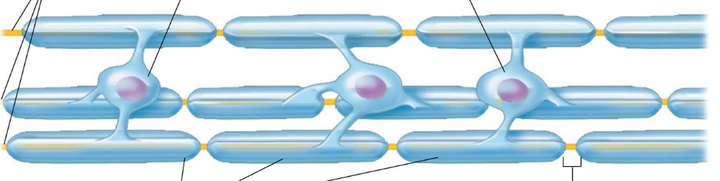 <ul>
<li>have processes that form myelin sheaths around CNS nerve fibers</li>
<li>produce myelination in CNS (a membrane based lipid coating around axons)</li>
<li>myelin insulates &amp; protects axons, increases speed of conduction of nerve impulse</li>
</ul>
