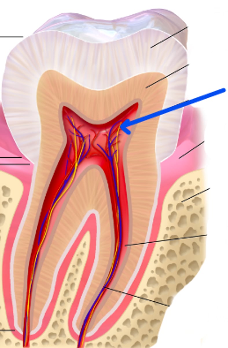 <p>What is the name of the connective tissue inside of this cavity?</p>