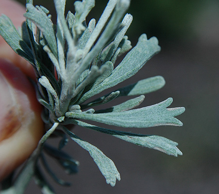 <p>What is this plant’s scientific name?</p>