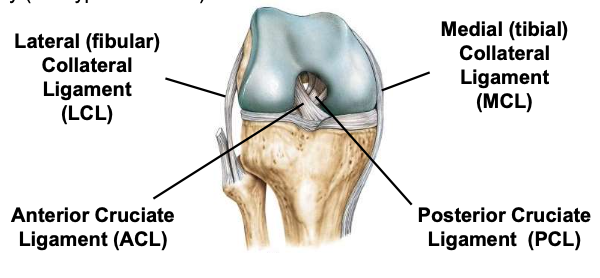 <p>one of 2 cruciate ligaments that aids in stabilizing the knee joint</p>