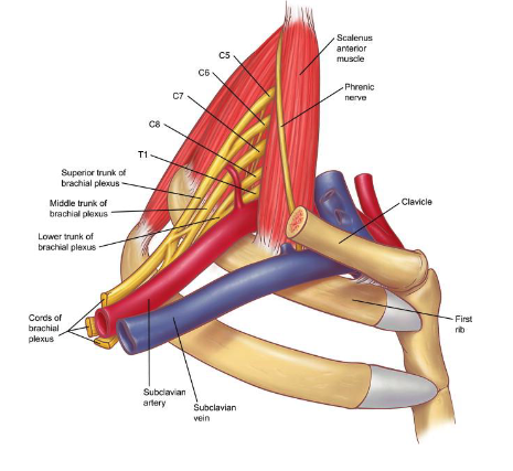 <p>brachial plexus<br>subclavian a.</p>