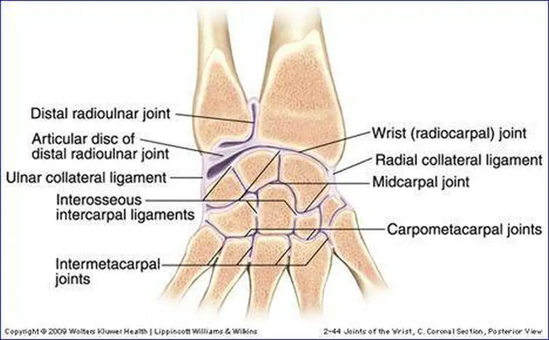 <p>CMC joints</p>
