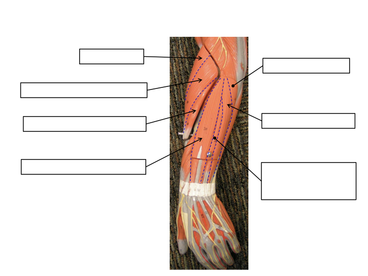 <p>Superficial Posterior Forearm Muscles</p>
