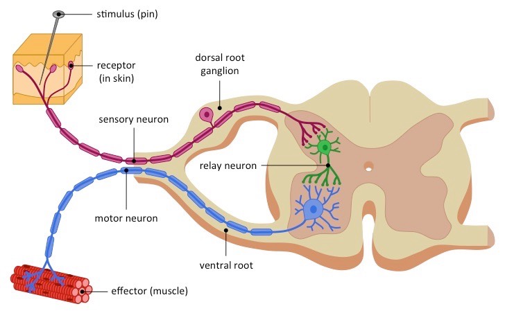 <p>Things to help remember the direction of travel:</p><ul><li><p>When you get pricked or touch a hot stove, your skin senses or touches it first (sensory neuron) and then you move (motor neuron)</p></li><li><p>D.A.V.E: dorsal=afferent &amp; ventral=efferent</p></li><li><p>Remember: afferent means coming in and efferent means going out</p></li></ul><p></p>