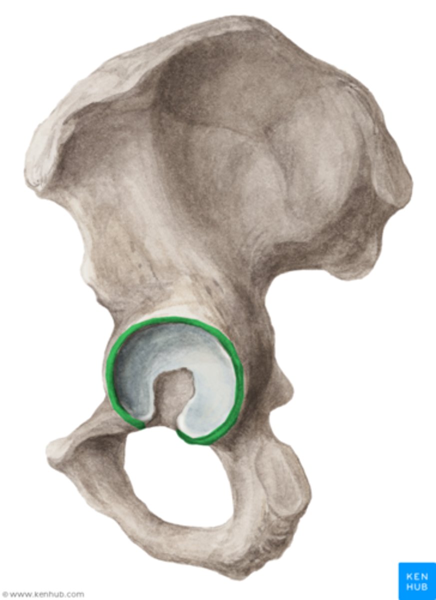<p>the lip (edge, rim) of the acetabulum</p>
