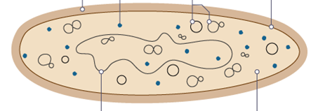 <p>Name everything inside a bacteria cell</p>