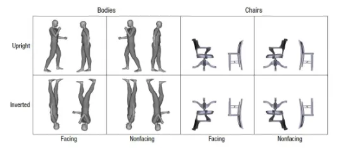 <p>The two-body inversion effect shows our visual system processes pairs of facing bodies as single, structured units, much like individual bodies, making them harder to recognize when inverted compared to bodies facing away, which are processed piece-by-piece. </p><p>This effect reveals that spatial relationships between bodies (specifically facing each other) trigger specialized configural processing, treating the dyad as a whole, thus showing sensitivity to upright, interacting body configurations. </p>