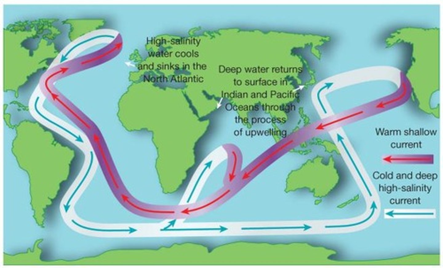 <p>Global water movement driven by temperature and salinity.</p>