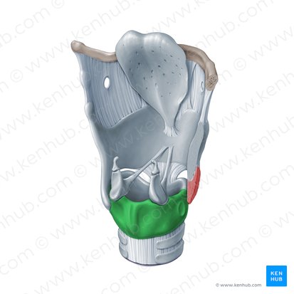 <p>What is a ring-shaped structure that forms the lower portion of the larynx?</p>