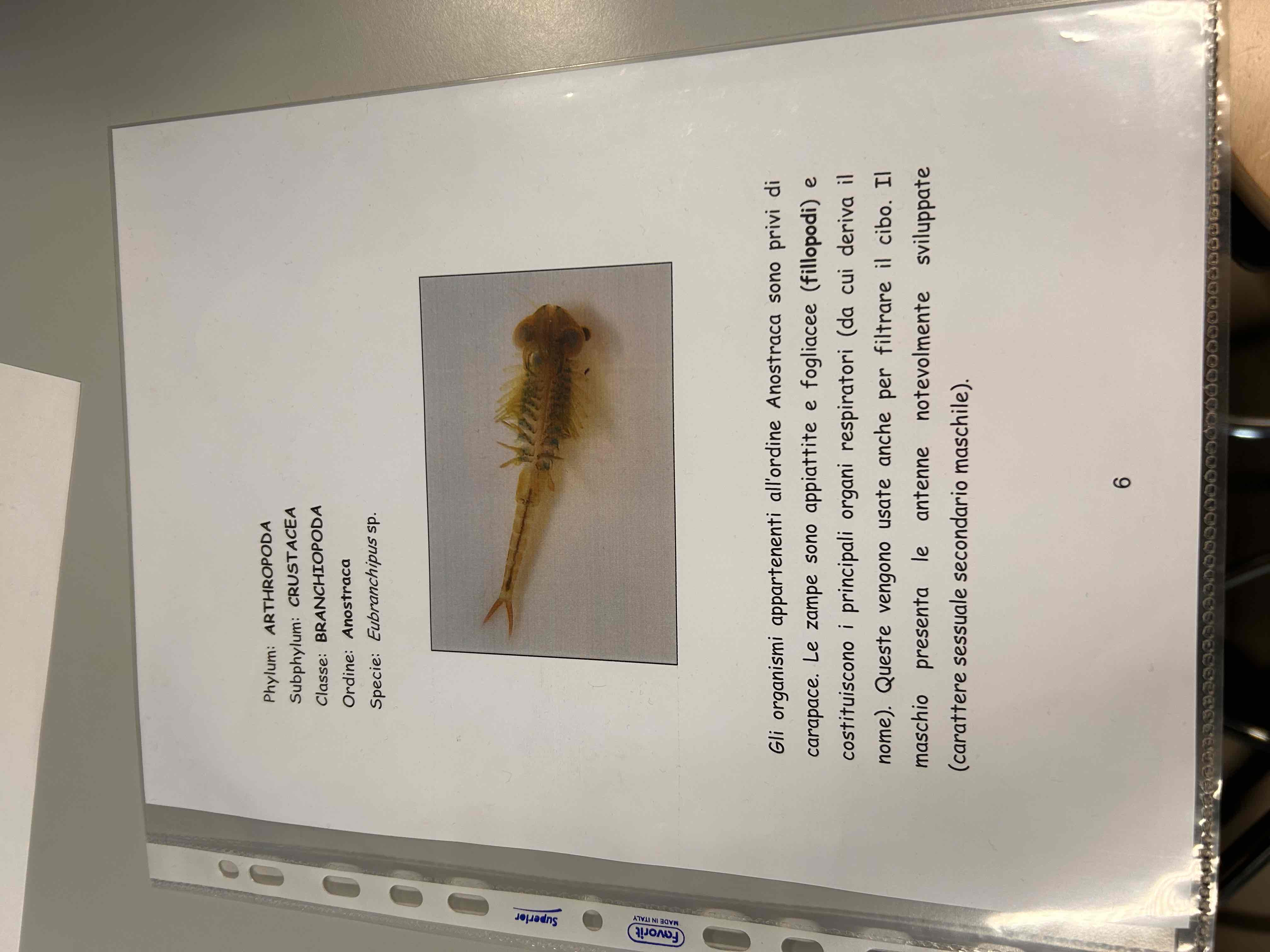 <p>crustacea</p><p>Branchiopoda</p><p>Anostraca</p><p>Eubranchipus sp (microscopio)</p>