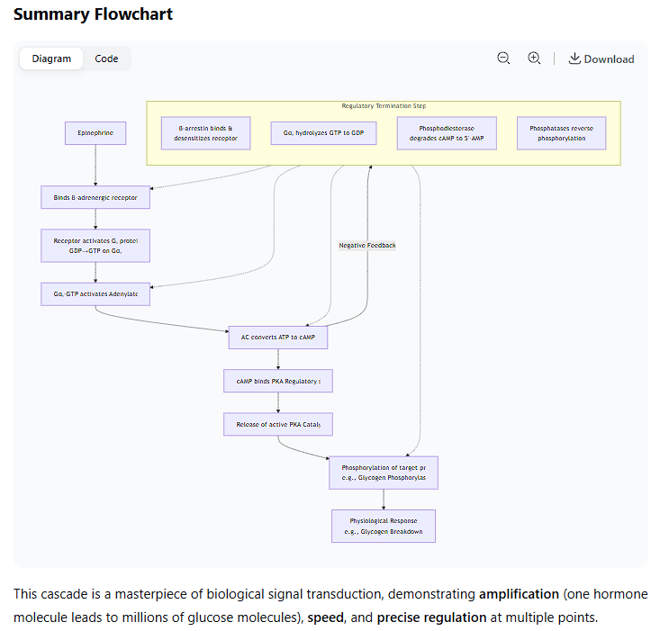 <p>Here is a detailed, step-by-step description of the cAMP cascade triggered by a hormone (like epinephrine) binding to a beta-adrenergic receptor, including all key regulatory steps.</p><p>Overview</p><p class="ds-markdown-paragraph">The beta-adrenergic receptor is a classic <strong>G-protein coupled receptor (GPCR)</strong>. The binding of a hormone (the <strong>first messenger</strong>) activates a cascade that amplifies the signal and leads to a cellular response, primarily through the <strong>second messenger</strong>, cyclic AMP (cAMP).</p><div data-type="horizontalRule"><hr></div><p>The Molecular Cascade: Step-by-Step1. Hormone-Receptor Binding</p><ul><li><p class="ds-markdown-paragraph"><strong>Ligand:</strong> A hormone (e.g., <strong>epinephrine</strong>) circulates in the bloodstream.</p></li><li><p class="ds-markdown-paragraph"><strong>Receptor:</strong> It binds specifically to the extracellular domain of the <strong>beta-adrenergic receptor</strong> embedded in the plasma membrane of a target cell (e.g., a muscle or liver cell).</p></li><li><p class="ds-markdown-paragraph"><strong>Conformational Change:</strong> This binding induces a major <strong>conformational change</strong> in the receptor's intracellular domains, activating it.</p></li></ul><p>2. G-Protein Activation (The Molecular Switch)</p><ul><li><p class="ds-markdown-paragraph">The activated receptor now interacts with a nearby <strong>heterotrimeric G-protein</strong> (specifically, <strong>Gₛ</strong> - "s" for stimulatory).</p></li><li><p class="ds-markdown-paragraph">The G-protein is composed of three subunits: <strong>α</strong>, <strong>β</strong>, and <strong>γ</strong>. In its inactive state, it is bound to <strong>GDP</strong>.</p></li><li><p class="ds-markdown-paragraph">The receptor catalyzes the <strong>exchange of GDP for GTP</strong> on the <strong>Gαₛ subunit</strong>.</p></li><li><p class="ds-markdown-paragraph">This exchange causes the G-protein to dissociate:</p><ul><li><p class="ds-markdown-paragraph">The <strong>Gαₛ-GTP</strong> complex</p></li><li><p class="ds-markdown-paragraph">The <strong>Gβγ dimer</strong></p></li></ul></li></ul><p>3. Adenylate Cyclase Stimulation</p><ul><li><p class="ds-markdown-paragraph">The <strong>Gαₛ-GTP</strong> complex diffuses along the membrane and binds to and activates its target enzyme, <strong>adenylate cyclase (AC)</strong>.</p></li><li><p class="ds-markdown-paragraph">Activated adenylate cyclase catalyzes the conversion of <strong>ATP</strong> to <strong>cyclic AMP (cAMP)</strong>, the <strong>second messenger</strong>.</p><ul><li><p class="ds-markdown-paragraph"><code>ATP → cAMP + PPᵢ</code> (Pyrophosphate)</p></li></ul></li><li><p class="ds-markdown-paragraph">This reaction dramatically <strong>amplifies the signal</strong>. A single activated receptor can activate many G-proteins, and a single adenylate cyclase enzyme can produce many cAMP molecules.</p></li></ul><p>4. Protein Kinase A (PKA) Activation</p><ul><li><p class="ds-markdown-paragraph">The sudden rise in intracellular cAMP levels is the key regulatory step.</p></li><li><p class="ds-markdown-paragraph">cAMP binds to the <strong>regulatory subunits (R)</strong> of <strong>Protein Kinase A (PKA)</strong>.</p></li><li><p class="ds-markdown-paragraph">PKA is normally an inactive tetramer: <strong>R₂C₂</strong> (two regulatory and two catalytic subunits).</p></li><li><p class="ds-markdown-paragraph">The binding of <strong>4 molecules of cAMP</strong> (two per regulatory subunit) causes a conformational change that <strong>releases the two active catalytic subunits (C)</strong>.</p></li></ul><p>5. Phosphorylation of Target Proteins</p><ul><li><p class="ds-markdown-paragraph">The <strong>free catalytic subunits of PKA</strong> are now active serine/threonine kinases.</p></li><li><p class="ds-markdown-paragraph">They phosphorylate specific target proteins by transferring a phosphate group from ATP to serine or threonine residues on those proteins.</p></li><li><p class="ds-markdown-paragraph"><strong>Example Targets:</strong></p><ul><li><p class="ds-markdown-paragraph">In <strong>liver/muscle cells:</strong> Phosphorylase kinase, which goes on to activate glycogen phosphorylase, leading to <strong>glycogen breakdown</strong> (glycogenolysis).</p></li><li><p class="ds-markdown-paragraph">In <strong>heart muscle:</strong> Phospholamban and calcium channels, increasing heart rate and contractility.</p></li><li><p class="ds-markdown-paragraph"><strong>Transcription factors</strong> like CREB (cAMP Response Element-Binding protein), which alters gene expression.</p></li></ul></li></ul><div data-type="horizontalRule"><hr></div><p>Crucial Regulatory Steps (Terminating the Signal)</p><p class="ds-markdown-paragraph">The system is highly regulated to ensure the response is swift but brief. Termination happens at every level:</p><p>1. Receptor Desensitization</p><ul><li><p class="ds-markdown-paragraph"><strong>G-protein Receptor Kinases (GRKs)</strong> phosphorylate the <em>activated</em> receptor.</p></li><li><p class="ds-markdown-paragraph">This phosphorylation allows a protein called <strong>β-arrestin</strong> to bind.</p></li><li><p class="ds-markdown-paragraph"><strong>β-arrestin</strong>:</p><ul><li><p class="ds-markdown-paragraph">Sterically hinders further G-protein coupling (<strong>desensitization</strong>).</p></li><li><p class="ds-markdown-paragraph">Acts as an adapter to recruit clathrin, leading to <strong>receptor endocytosis</strong> for degradation or recycling.</p></li></ul></li></ul><p>2. Inactivation of Gαₛ</p><ul><li><p class="ds-markdown-paragraph">The <strong>Gαₛ subunit has intrinsic GTPase activity</strong>. It hydrolyzes its bound GTP to GDP.</p></li><li><p class="ds-markdown-paragraph">This hydrolysis is the built-in "off switch." Once GTP is hydrolyzed to GDP, the <strong>Gαₛ-GDP</strong> complex undergoes a conformational change.</p></li><li><p class="ds-markdown-paragraph">It dissociates from adenylate cyclase (inactivating it) and reassociates with the <strong>Gβγ dimer</strong>, reforming the inactive heterotrimeric G-protein.</p></li></ul><p>3. Degradation of cAMP</p><ul><li><p class="ds-markdown-paragraph">The enzyme <strong>cAMP phosphodiesterase</strong> hydrolyzes cAMP into ordinary <strong>5'-AMP</strong>.</p><ul><li><p class="ds-markdown-paragraph"><code>cAMP + H₂O → 5'-AMP</code></p></li></ul></li><li><p class="ds-markdown-paragraph">This rapidly lowers cAMP levels, shutting off the signal.</p></li><li><p class="ds-markdown-paragraph"><strong>Phosphodiesterase inhibitors</strong> (e.g., caffeine, theophylline) block this enzyme, prolonging the effects of cAMP.</p></li></ul><p>4. Inactivation of PKA and Dephosphorylation</p><ul><li><p class="ds-markdown-paragraph">As cAMP levels fall, it dissociates from the regulatory subunits of PKA.</p></li><li><p class="ds-markdown-paragraph">The regulatory subunits re-bind to and <strong>inactivate the catalytic subunits</strong>.</p></li><li><p class="ds-markdown-paragraph"><strong>Protein Phosphatases</strong> (e.g., PP1) remove the phosphate groups from the proteins that were phosphorylated by PKA, reversing their effects.</p></li></ul><p></p>