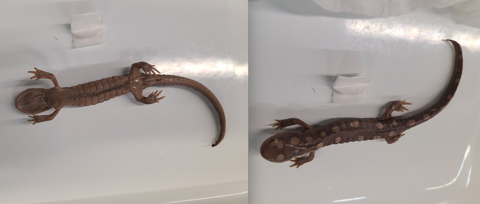 <p>Order and Family of  Ambystoma maculatum</p>