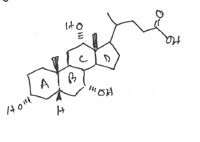 <p>live/bile; break down fat</p>