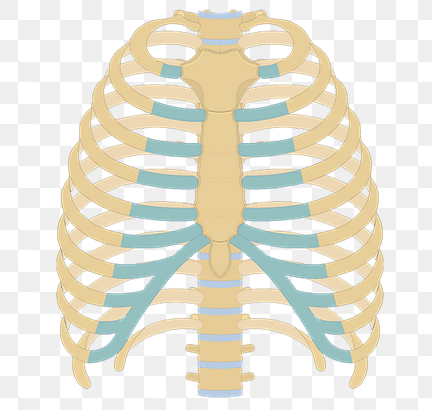 <p>What bone is this?</p>
