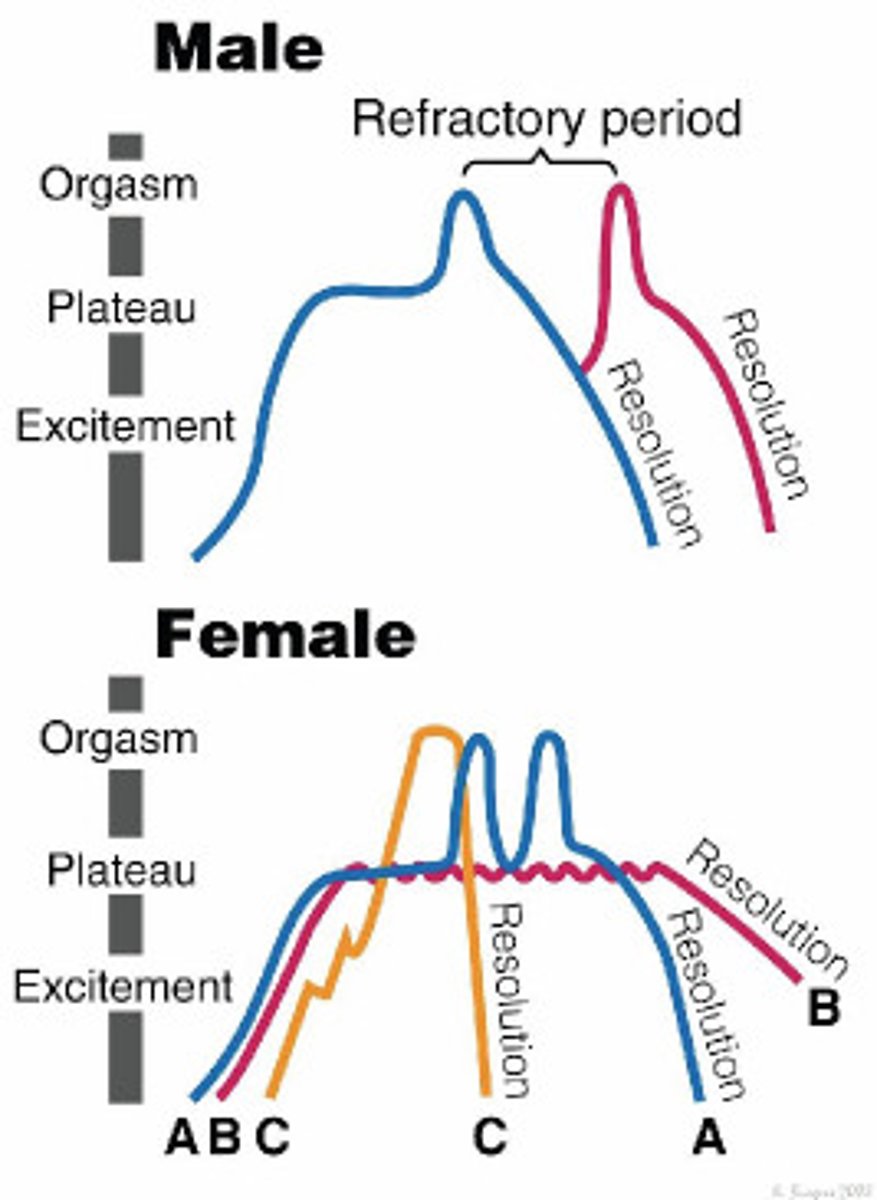 <p>4 phases of sexual response: 1) Excitement, 2) plateau 3)orgasm 4) resolution</p>