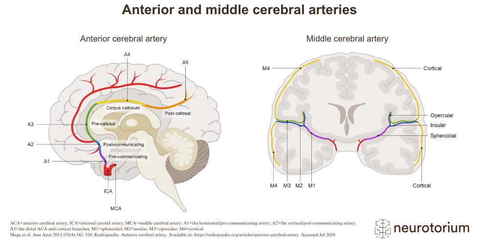 <p><span>the temporal and parietal lobes</span></p>