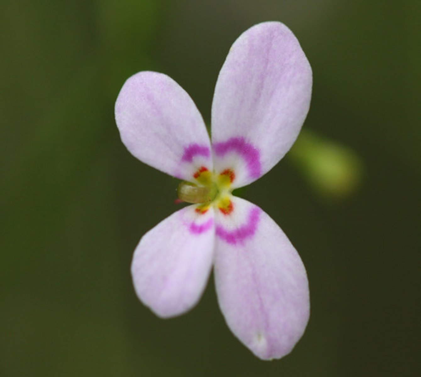 <p>bilateral symmetry</p>