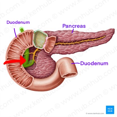 <p>What is this duct called (highlighted green) </p>