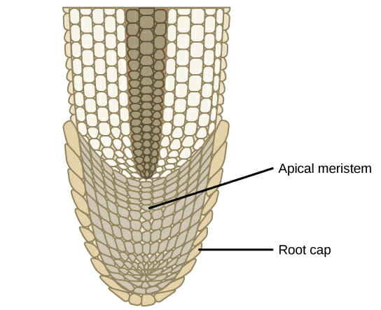 <p>Apical Meristem</p>