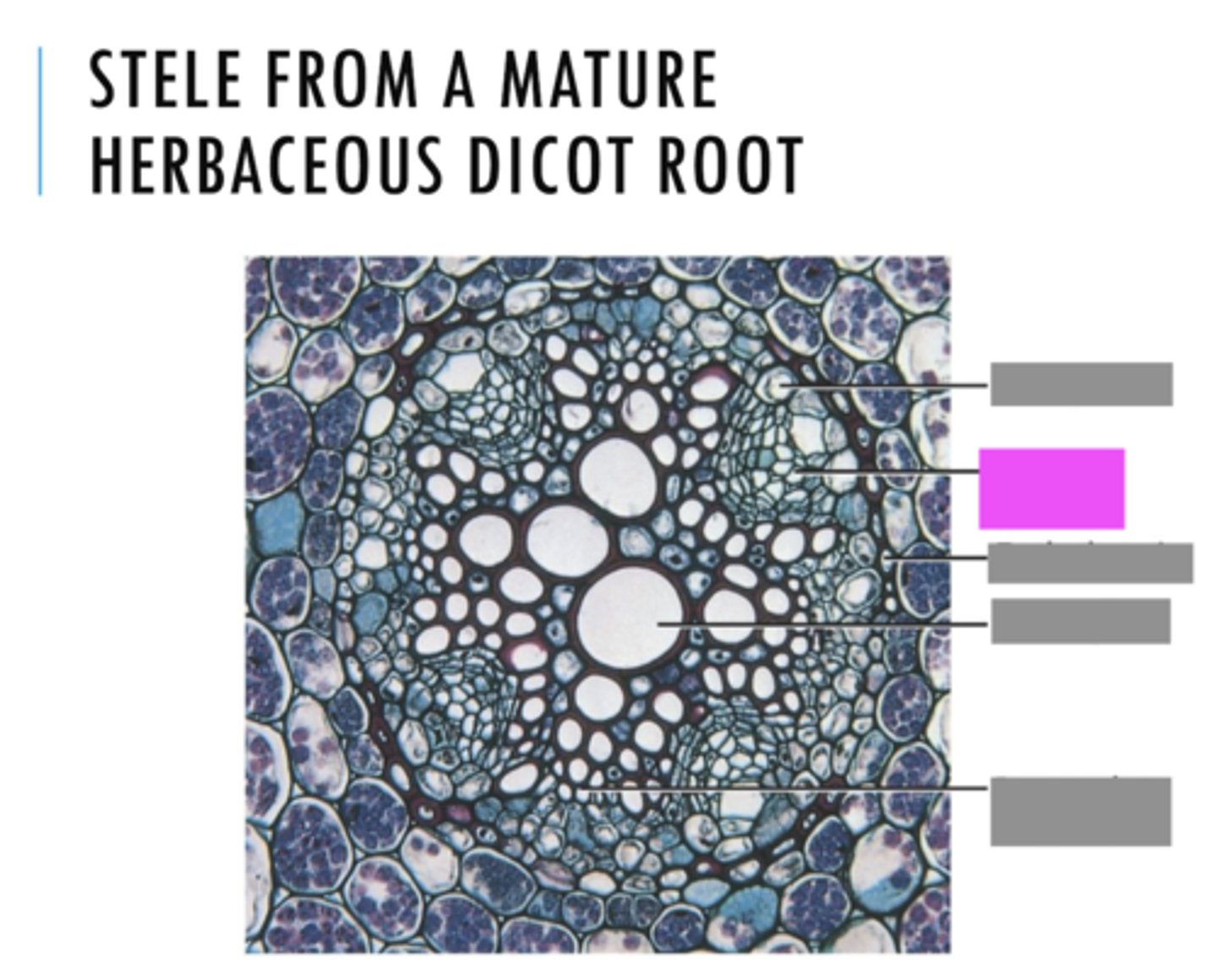 <p>Name the pink highlighted structure.</p>