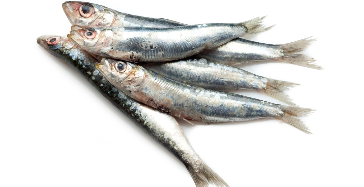 <p>sardine</p>