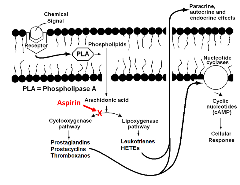 <p>prostaglandins &amp; prostacyclins: vascular actions, (stimulates) inflammation</p><p>leukotrienes &amp; HETEs: mediate allergic and inflammatory reactions</p><p>thromboxanes: blood clotting, other vascular actions</p>