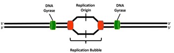 <p><span style="font-family: Calibri, sans-serif">Removes supercoiling stress</span></p>