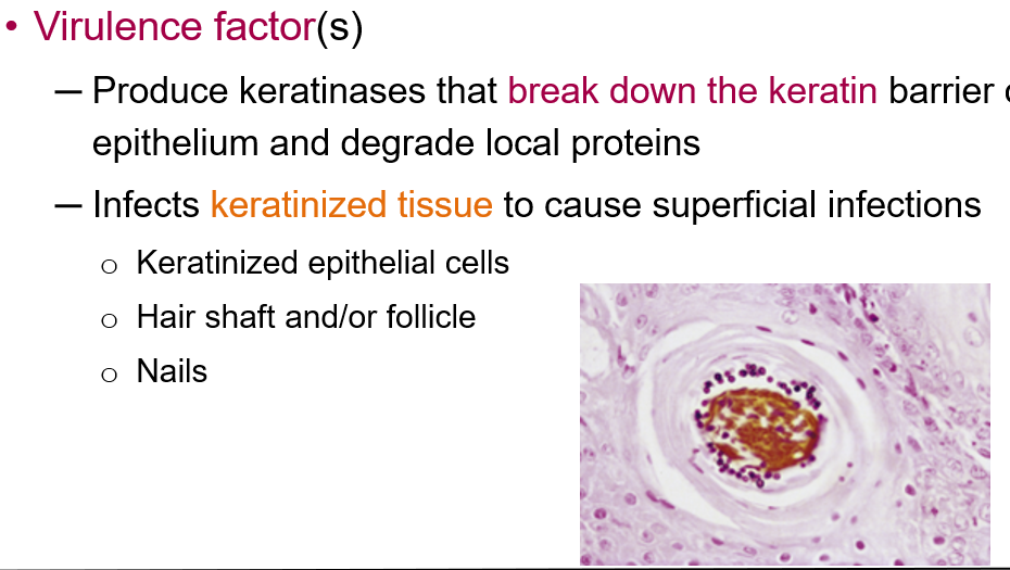 <p>Dermatophytes produce <strong>keratinases</strong> that <strong>break down the keratin barrier</strong> of the epithelium and degrade local proteins. They infect <strong>keratinized tissue</strong>, leading to superficial infections of:</p><ul><li><p class="">Keratinized epithelial cells</p></li><li><p class="">Hair shafts and follicles</p></li><li><p class="">Nails</p></li></ul><p></p>
