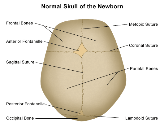 <p>Immobile joints that hold the skull bones together</p>