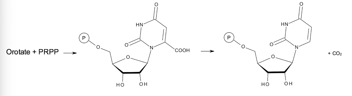 <p><strong>UMP is formed from orotate condensing with PRPP </strong>(5-phosphoribosyl 1-pyrophosphate)<strong>&nbsp;forming OMP </strong>(orotidine monophosphate),<strong> </strong><span style="color: green;"><strong>which is then subsequently decarboxylated to yield UMP.</strong></span><strong> </strong></p>