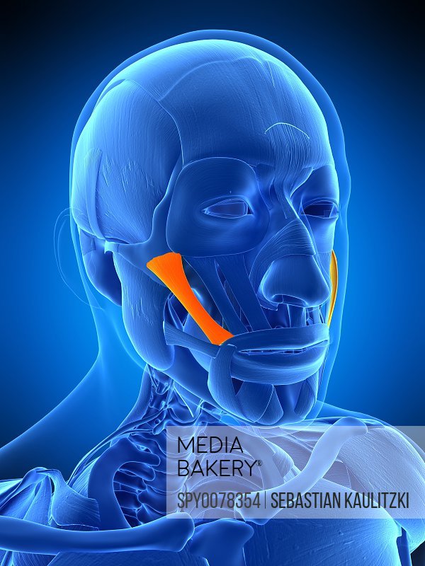 muscle of facial expression