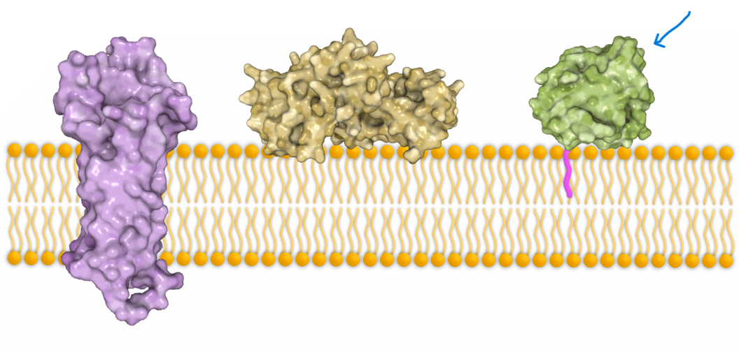 <p>covalently attached to fatty acids that anchor it to the membrane</p>