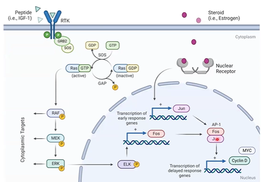 <p><strong>Jun + Fos, </strong>leucine-zipper factor</p><p>transcriptional activator</p><p>binds TRE cis-acting element</p><p>regulates many genes for cell cycle</p><p></p>